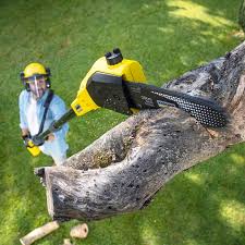 Best Tree Maintenance Programs  in USA